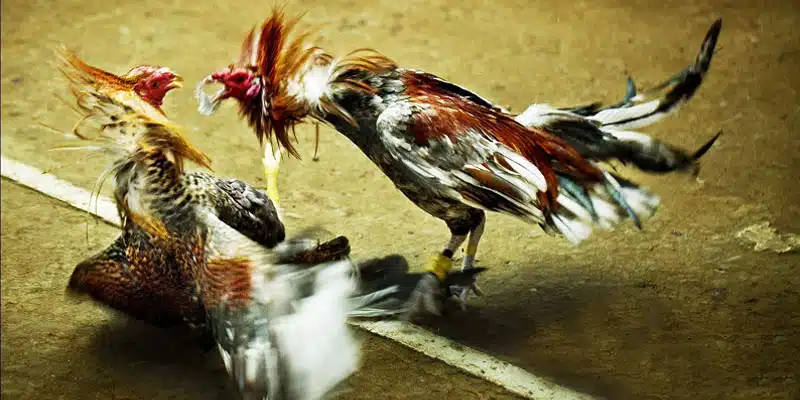 Ưu điểm nổi bật của trang đá gà online New88 danh tiếng